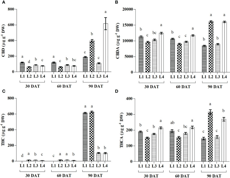 Effect of LED spectra on cannabidiol (CBD) (A), cannabidiolicacid (CBDA) (B), tetrahydrocannabinol (THC) (C) and tetrahydrocannabinolic acid (THCA) (D) of hemp seedlings at 30, 60, and 90 DAT. Here and subsequent figures: L1, MW 240 (Red 35% + Blue 25% + Green 40%); L2, FS 240-UV (Red 40% + UVA and Blue 26% + Green 29% + Far red 5%); L3, MB 240 (Red 85% + Blue 15%); L4, PF 240 (Red 70% + Blue 30%); ND, not detected. All treatments used a photosynthetic photon flux density of 300 µmol m−2 s−1. Column height indicates the mean, vertical bars indicate the standard error of the mean (n = 4), and different letters indicate significant differences at p < 0.05.