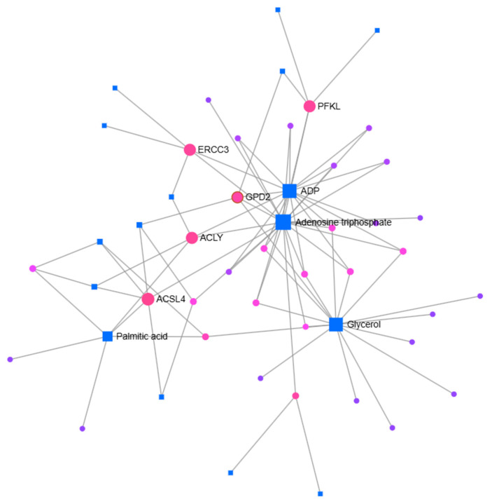 Network analysis of gene–metabolite associations in MCF-7 cells following cannabidiol treatment. Significantly differentially expressed genes were identified by RT-qPCR, and their associated metabolites were determined using the EnrichR platform with the Metabolomics Workbench Metabolites 2022 database. The interactions between these genes and metabolites were analyzed using MetaboAnalyst 6.0. Nodes represent genes (circles) and metabolites (squares), while edges indicate predicted associations. (Accessed 30 June 2025.)