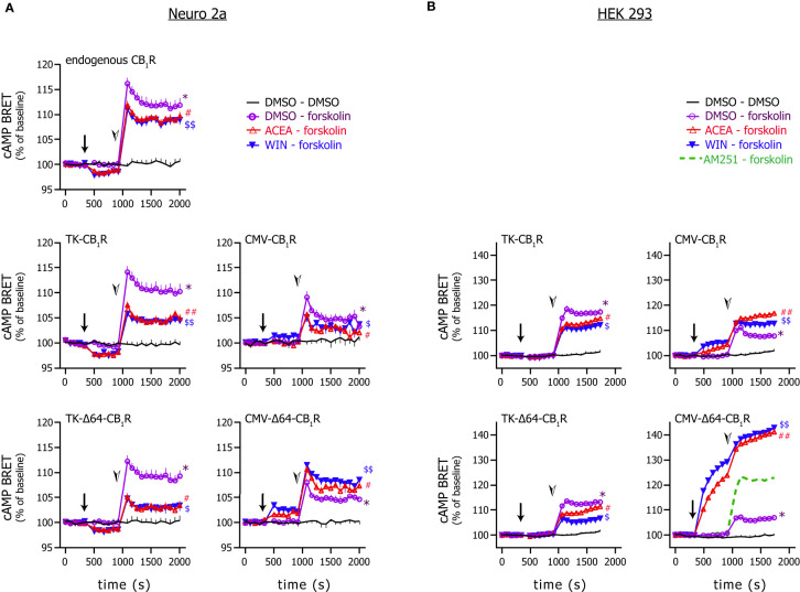 Effect of CB1R stimulation on cytosolic cAMP. Neuro 2a (A) and HEK 293 (B) cells expressing the EPAC-based intramolecular cAMP sensor together with the indicated CB1R variant were stimulated first with the CB1R agonists ACEA (20 µM) or WIN55,212-2 (1 µM) or vehicle (arrows) followed by the addition of forskolin (1 µM) or vehicle (arrowheads). BRET ratios were normalized to the average measured during control period. (In one experiment, the effect of the CB1R inverse agonist AM251 (2 µM) was also tested instead of CB1R agonist; average of 3 wells are shown.) Number of observations was min. 8 wells from 3 independent experiments. In some cases, to aid perceptibility, mean + or – S.E.M are presented only; in some graphs, symbols are larger than error bars and thus the latter are not visible. Data were analysed with 2-way ANOVA in combination with Dunnett’s multiple comparisons test. Symbols represent significances as follows: *: significant difference (p < 0.0001) vs. DMSO-DMSO detected after the addition of forskolin; # and $: significant difference (p < 0.0001) vs. DMSO-forskolin detected after the addition of forskolin; ## and $$: significant difference (p < 0.05) vs. DMSO-forskolin detected already after the addition of the CB1R agonist and before forskolin stimulation and significance increased (p < 0.0001) after the addition of forskolin.