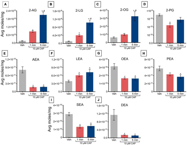 Changes in lipid levels of 2-acyl glycerols (A–D) N-acyl ethanolamines (E–J) after TRPV1-HEK293 cells incubated in 10 μM capsaicin (CAP) for either 1 min or 5 min. Significant changes in lipid levels when comparing capsaicin-induced changes after 1 min or 5 min to vehicle is indicated by * (p ≤ 0.05). Significant changes in lipid levels when comparing capsaicin-induced changes after 1 min of incubation vs. 5 min of incubation is indicated by # (p ≤ 0.05). Data depicted in each graph were averaged over 16 total data points per condition (n = 4 individual experiments) and presented as average moles/mg (y-axis).