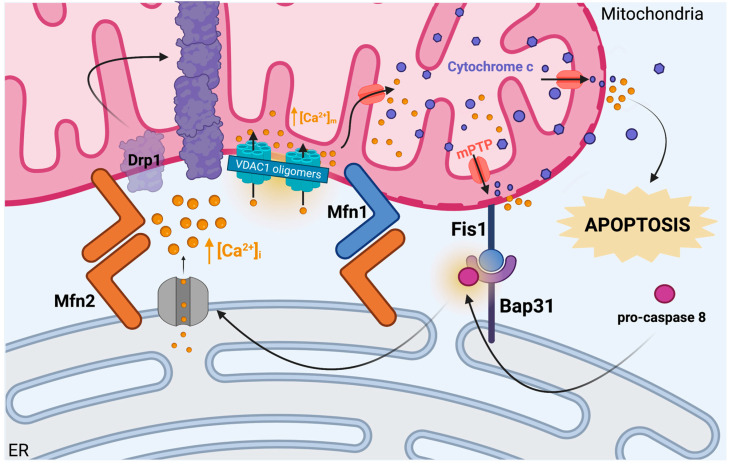 Mitochondria-ER cross-talk in calcium sensing and apoptotic regulation. Mitochondria-associated membranes (MAMs), including Mfn1-Mfn2 dimers and Fis1-Bap31 binding sites, join mitochondrial and ER membranes and serve to create microenvironments and proximity for cross-talk between the organelles. An early event in apoptosis induction occurs when pro-caspase 8 is recruited to and activated at Fis1-Bap31 sites, where it cleaves Bap31 and ultimately promotes the release of Ca2+ stores from the ER lumen into the mitochondrial-ER microenvironment. In response to mitochondrial Ca2+-overload, mPTP forms, and VDAC1 oligomerization renders the mitochondrial membrane permeable to small molecules. Drp1 translocation and activation are stimulated shortly thereafter, triggering the release of cytochrome c through mPTP and VDAC1, leading to apoptosis. The arrows indicate the coupling of procaspase 8 to Bap31 and the subsequent influence of this action on Ca2+ release from the ER. Created with Bio Render.com. Accessed on 23 June 2023.