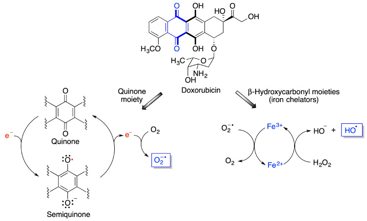 Mechanisms explaining the generation of reactive oxygen species from doxorubicin.