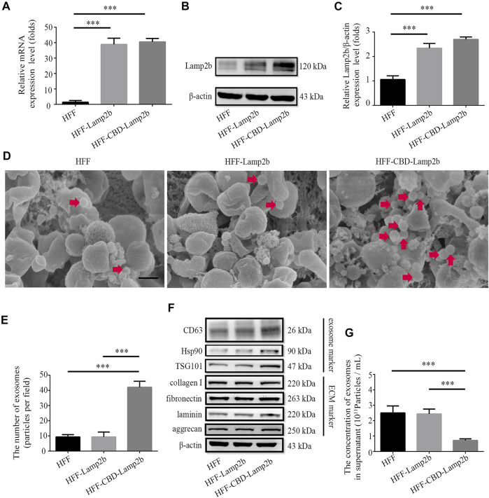 Enrichment of exosomes surrounding the host cells. Overexpression of Lamp2b in HFF cells determined by (A) qRT-PCR and (B) Western blot. (C) Relative expression level of Lamp2b was quantified. The β-actin was used as an internal control. (D) Representative SEM images of indicated cell surface. The red arrows indicate the exosomes surrounding the host cells. Scale bar = 250 nm. (E) The number of exosomes in the view. (F) Western blot analysis of exosomal markers and ECM markers in indicated cells. (G) The NTA analysis of exosomal number in cell culture supernatants. Data are represented as mean ± SD (n = 3). ANOVA was performed; “***”: p < 0.001.