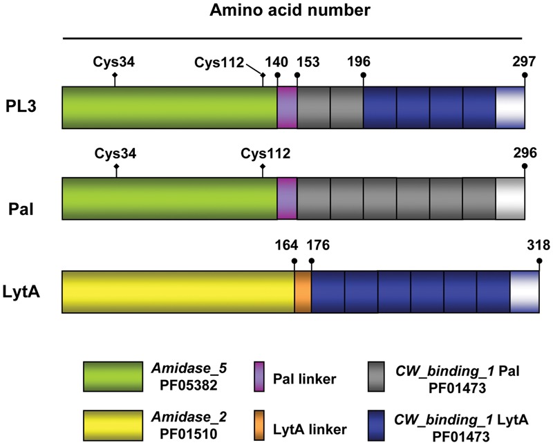 Schematic representation of the PL3 chimeric NAM-amidase and the parental Pal and LytA murein hydrolases. Domain and linker origin is depicted by colors; gray and blue rectangles indicate the choline binding repeats comprised in Pal and LytA CBDs, respectively, followed by the C-terminal tail. Numbers show the end of domains and linkers. The position of the two cysteine residues in Pal and PL3 catalytic domains is marked. Pfam entries for Amidase_2, Amidase_5, and CW_binding_1 (choline-binding repeats) families are also shown.