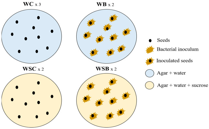 Schematic representation of the four treatments used for seed germination test.