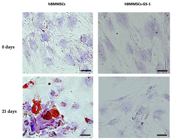 Adipogenic differentiation assay: representative images of adipogenic phenotype evaluation of hBMMSC-GS-1 and HBMMSC lines at 0 and 21 days of induction. The intracellular lipidic vesicles are stained in red by Oil Red O staining, while nuclei were counterstained with toluidine blue and are visible in blue/violet. Images acquired through brightfield microscopy. Original magnifications: 10×. Scale bar: 100 µm.