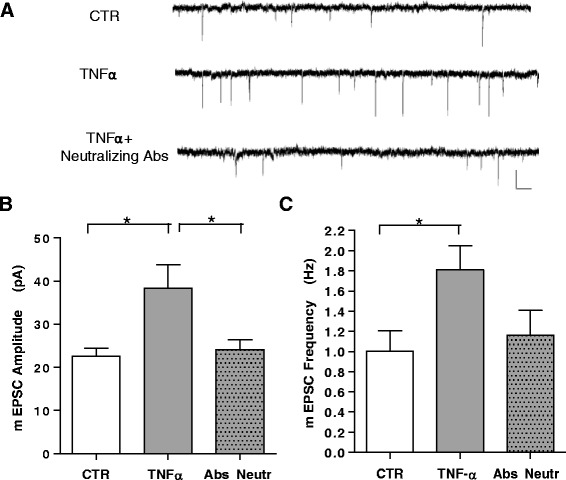 TNFα increases mEPSC frequency and amplitude in cortical neurons. a Examples of voltage-clamp recordings of mEPSCs from cultured cortical neurons in control conditions, upon treatment with TNFα (100 ng/ml 30 min) or in the presence of TNFα and neutralizing Abs (0.5 μg/ml; R&D Systems) (calibration bars: 20 pA, 200 ms). b, c Group data of average mEPSC amplitude and frequency in untreated (n = 15), TNFα-treated (n = 13), and TNFα plus neutralizing Ab-treated (n = 10) cells. A significant increase in average mEPSC amplitude and frequency is produced by TNFα, completely blocked by neutralizing anti -TNFα Abs (P < 0.05). All data are expressed as mean ± standard error of the mean. Statistical test: one-way analysis of variance, Dunn’s multiple comparisons test. Ab antibody, mEPSC miniature excitatory post-synaptic current, TNFα tumor necrosis factor alpha