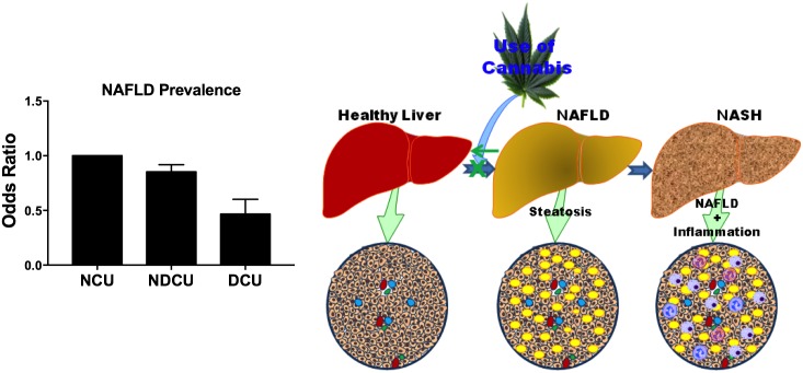 Cannabis use is associated with reduced non-alcoholic fatty liver disease.Dependent and Non-Dependent Cannabis Use (DCU & NDCU) are associated with reduced NAFLD when compared to non-cannabis users (NCU). These observations suggest that dependent cannabis use suppresses or reverses the development and progression of NAFLD to advance liver disease (non-alcoholic steatohepatitis [NASH]). Illustrated schematics made use of some motifolio templates (www.motifolio.com).