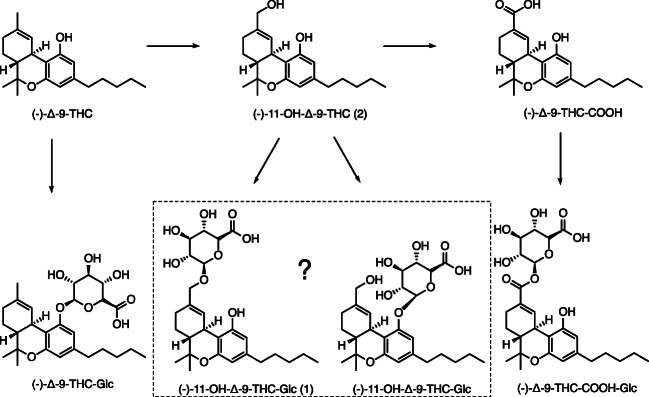 Main metabolism steps of (−)-Δ-9-THC via (−)-11-OH-Δ-9-THC and (−)-Δ-9-THC-COOH to its phase II metabolites (−)-Δ-9-THC-Glc, (−)-11-OH-Δ-9-THC-Glc, and (−)-Δ-9-THC-COOH-Glc