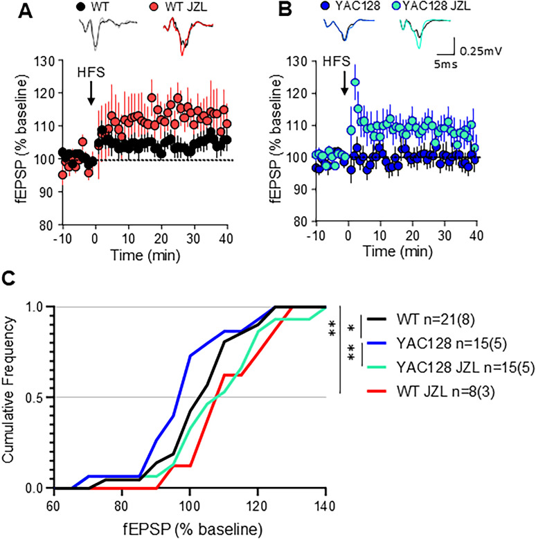 Corticostriatal plasticity in acute brain slices following JZL184 treatment in vivo. (A) Time course summary of change in field excitatory postsynaptic potential (fEPSP) amplitude normalized to baseline in response to high frequency stimulation (HFS) in WT vehicle-treated (WT) and WT treated with JZL184 (WT JZL) (B) Time course summary of YAC128 fEPSP response to HFS in vehicle-treated (YAC128) and JZL184-treated (YAC128 JZL). Note: Long term depression (LTD) was not observed for any group. (A, B) Representative traces at top show baseline fEPSP in black. (C) Cumulative frequency of response size 30–35 min post HFS showed a significant shift towards increased amplitude of responses following JZL treatment in vivo in both WT and YAC128 mice. n = slices (mice) shown in C for all groups, *p < 0.05, **p < 0.01 by repeated measures ANOVA with Sidak multiple comparisons.