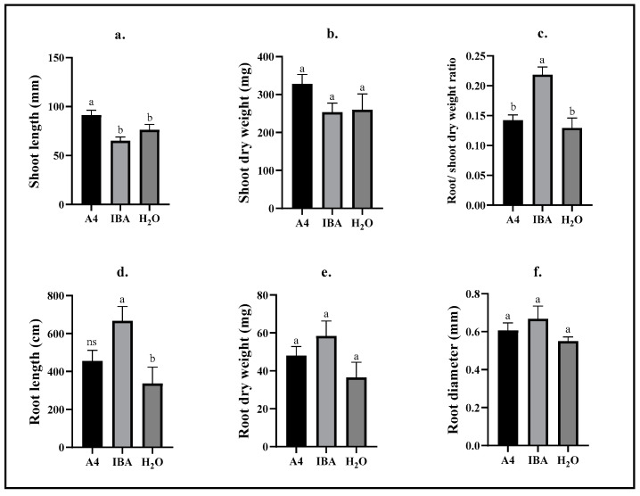 Biometric measures of C. sativa cultivars compiled in the first repetition of this experiment. Cuttings of C. sativa cultivars “Hindu Kush”, “California Orange”, “Herijuana”, “The Pure”, “Bruce Banner”, “Big Bud”, “Motherlode Kush”, and “Wild Thailand” were maintained in aeroponic growth units for 25 days following a 20 h immersion treatment in which cuttings were either inoculated with R. rhizogenes (A4), exposed to IBA (IBA) or treated with water (H2O). (a) The length of shoots measured from the bottom to the youngest point of growth (mm). (b) The dry weight of shoots was recorded after 70 h of drying in a 70 °C drying chamber (mg). (c) Root dry weight was divided by shoot dry weight to estimate growth ratios. (d) The root length as estimated by analyzing root scan images in WinRhizoTM (cm). (e) Roots were dried for 70 h at 70 °C in a drying chamber and subsequently weighed (mg). (f) The root diameter was estimated by analyzing root scan images in WinRhizoTM (mm). Different letters between columns in a graph indicate a statistically significant difference (p ≤ 0.05) between treatments using Tukey’s HSD test; ns indicates no significant difference compared to any other treatment group. Bars represent means ± standard error; n = 23–32.