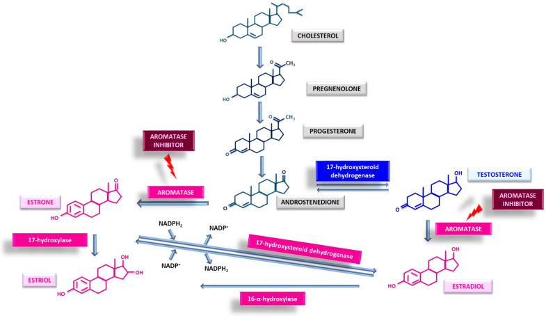 Schematic representation of estrogen synthesis; aromatase, the key enzyme, is displayed as the therapeutic target for aromatase inhibitors.