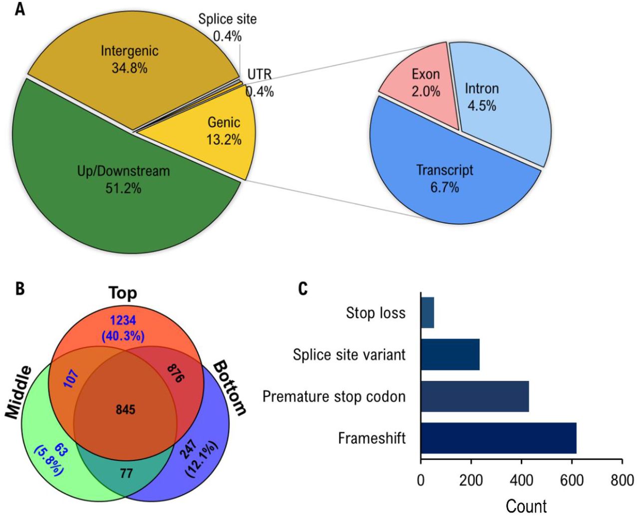 Analysis of the location and impact of nucleotide variants. (A) A pie graph visualization that displays the percentages from the five main categories of found variants (intergenic, up/downstream, genic, UTR, and splice site) while a secondary pie graph reveals the breakdown of the genic category (transcript, exon and intron). (B) A Venn diagram showing the high impact variants throughout and between the top, middle and bottom with the blue text highlighting de novo variants. (C) High impact mutations were organized into four categories and represented frameshift (46%), premature stop codon (32%), splice site (17%), and stop loss (4%) mutations.