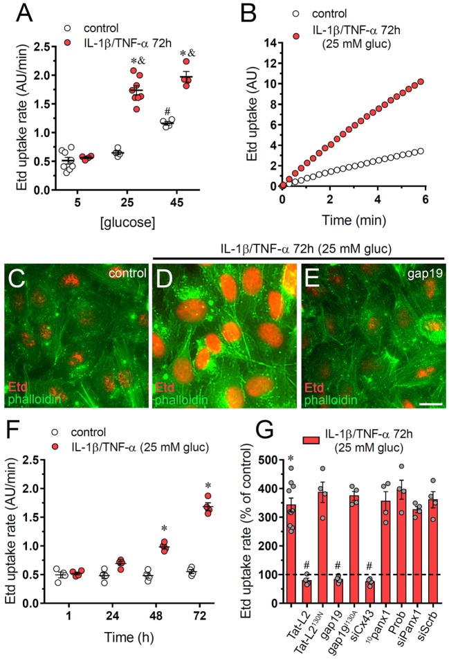 High glucose and IL-1β plus TNF-α increase the activity of connexin 43 (Cx43) hemichannels in endothelial cells. (A) Averaged Etd uptake rate of EAhy cells treated for 72 h with different concentrations of glucose alone (control, white circles) or in combination with a mixture of IL-1β/TNF-α (red circles; 10 ng/mL for each). #p < 0.05, 45 mM glucose (control) compared to 5 mM glucose (control), *p < 0.05, IL-1β/TNF-α compared to control; &p < 0.05, high glucose (IL-1β/TNF-α) compared to 5 mM glucose (IL-1β/TNF-α) [two-way analysis of variance (ANOVA) followed by Tukey’s post hoc test]. (B) Time-lapse measurements of Etd uptake by EAhy cells treated for 72 h with 5 mM glucose (control, white circles) or 25 mM glucose and IL-1β/TNF-α (red circles). (C–E) Representative immunofluorescence images depicting phalloidin-actin (green) and Etd-nucleus (red) staining from dye uptake measurements (10 min exposure to dye) in EAhy cells treated for 72 h with 5 mM glucose [control (C)], 25 mM glucose and IL-1β/TNF-α (D) alone or plus 100 µM gap19. (F) Averaged Etd uptake rate by EAhy cells treated for several time periods with 5 mM glucose (control, white circles) or 25 mM glucose and IL-1β/TNF-α (red circles). *p < 0.05, IL-1β/TNF-α and high glucose compared to control (two-way ANOVA followed by Tukey’s post hoc test). (G) Averaged Etd uptake rate normalized with control condition (dashed line) by EAhy cells treated for 72 h with 25 mM glucose and IL-1β/TNF-α alone or in combination with the following blockers: 100 µM Tat-L2, 100 µM Tat-L2H126K/I130N, 100 μM gap19, 100 µM gap19I130A, siRNACx43, 100 µM 10panx1, 500 µM probenecid (Prob), siRNAPanx1; and siRNAscrb. *p < 0.05, IL-1β/TNF-α and high glucose compared to control; #p < 0.05, effect of blockers compared IL-1β/TNF-α and high glucose (one-way ANOVA followed by Tukey’s post hoc test). Data were obtained from at least three independent experiments (see scatter dot plot) with four repeats each one (≥35 cells analyzed for each repeat). Calibration bar = 20 µm.