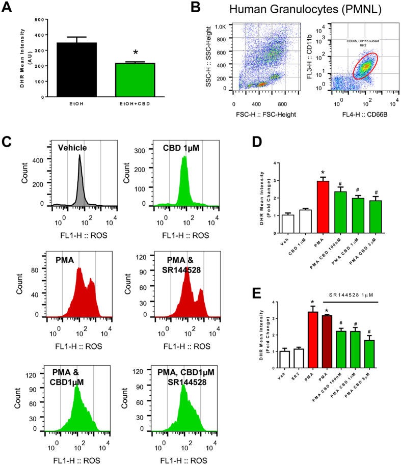 Effect of cannabidiol treatment on the hepatic neutrophil function in mice and in human neutrophils. (A) Neutrophils were isolated from livers of mice after chronic binge alcohol diet and incubated with PMA in vitro. The production of ROS was then measured (DHR mean intensity). Values represent means ± SEM (n = 3/group). *P < 0.05 vs. EtOH group determined by Student’s t-test. (B) Representative dot blot analyses of human granulocytes from blood using forward and side scatter followed by CD11b and CD66b staining. Double positive cells were gated for ROS measurement. (C) Representative histogram of ROS intensity (FL1) of human neutrophils treated with CBD (1 µM) and/or CB2 antagonist SR144528 (1 µM) followed by PMA treatment (100 µg/ml) in vitro. (D,E) Quantitative analyses of DHR mean intensity expressed as fold change (compared to vehicle). Values represent means ± SEM (n = 4/group). *P < 0.05 vs. vehicle group, # P < 0.05 vs. PMA group determined by One-way ANOVA, followed by Tukey’s post-hoc test.