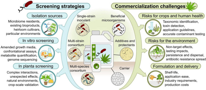 Strategies and bottlenecks to identify beneficial Pseudomonas strains and develop bioproducts for cannabis crops.