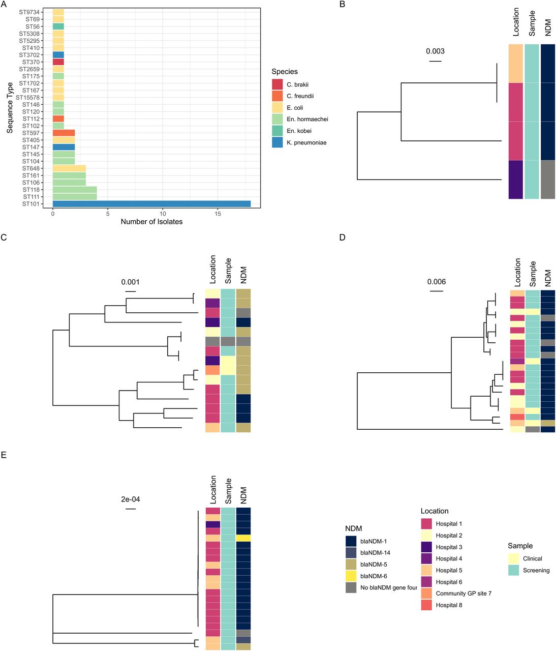 Population structure of the bacterial isolates.(A) Sequence types for all included isolates. Phylogenetic trees for (B) Citrobacter spp, (C) E. coli, (D) Enterobacter spp., (E) Klebsiella pneumoniae. Treescales show substitutions per base for a core gene pseudoalignment; trees are midpoint rooted.