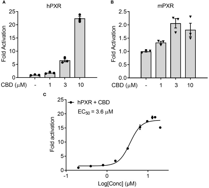 The effects of CBD on PXR activity in human intestinal LS180 cells using transfection assay. (A, C) Human LS180 intestinal cells were transfected with full-length hPXR plasmid together with hPXR reporter CYP3A4-luc and β-galactosidase (β-gal) control plasmids. Cells were then treated with CBD (A) at the indicated concentrations or (C) at the doses from 0.2 to 20 µM for 24 hours (n=3). (B) Human LS180 cells were transfected with full-length mPXR plasmid and mPXR reporter (CYP3A2)3-luc together with β-gal control plasmids. Cells were then treated with CBD at the indicated concentrations for 24 hours (n=3). Reporter gene activity was normalized to the β-gal transfection controls and the results were normalized to Relative Light Unit (RLU) per OD420 β-gal per minute to facilitate comparisons between plates. Fold activation was calculated relative to vehicle DMSO controls. Error bars represent ± SEM.