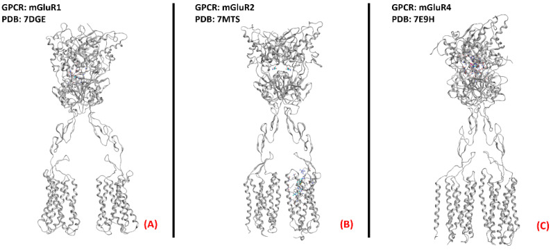 One example of each group of the metabotropic glutamate receptors. (A) mGluR1, a member of the first group of mGluRs (sourced from the Protein Data Bank, PDB code: 7DGE [157], method: cryo-EM, resolution: 3.65 Å), (B) mGluR2 (owing to mGluRs group II, sourced from the Protein Data Bank, PDB code: 7MTS [158], method: cryo-EM, resolution: 3.20 Å), and (C) mGluR4, part of group III of the mGluRs (sourced from the Protein Data Bank, PDB code: 7E9H [159], method: cryo-EM, resolution: 4.00 Å). All of the images were created and rendered with MOE.