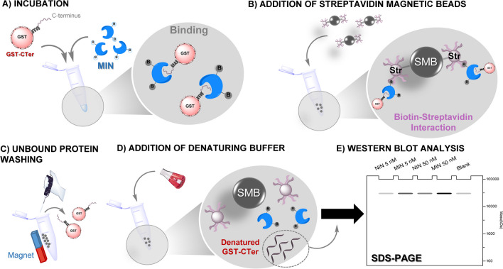 Schematic representation of the immunoprecipitation procedure using anti-CB1 MIN