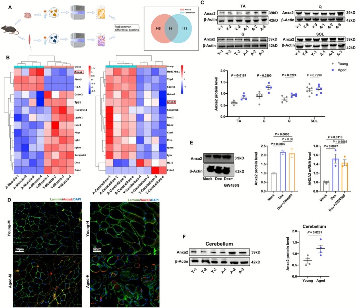 ANXA2 increased in both muscles and cerebellums of aged mice. (A) Schematic diagram (left) on the process of common differential protein identification and Venn diagram (right) of differential expressed protein from muscles and cerebellums in young and aged mice. (B) Expression of 14 common differential proteins in muscles and cerebellums. ‘A’ represents aged mice, ‘Y’ represents young mice. (C) The protein levels of ANXA2 in tibialis anterior (TA), gastrocnemius (G), quadriceps femoris (Q), soleus (SOL) and statistical results in young and aged mice by Western Blot (n = 4). (D) The expression of ANXA2 in tibialis anterior in young and aged mice (Young‐M, Aged‐M) and humans (Young‐H, Aged‐H) by immunofluorescence. (E) The protein and RNA levels of ANXA2 in C2C12 myotubes in Mock, Dexamethasone (Dex), Dex + GW4869 groups and statistical results by Western Blot and qRT‐PCR (n = 3). (F) The protein levels of ANXA2 in cerebellums from young and aged mice and statistical results by Western Blot (n = 4). Values are represented as means ± SEM. Exact p values are shown.