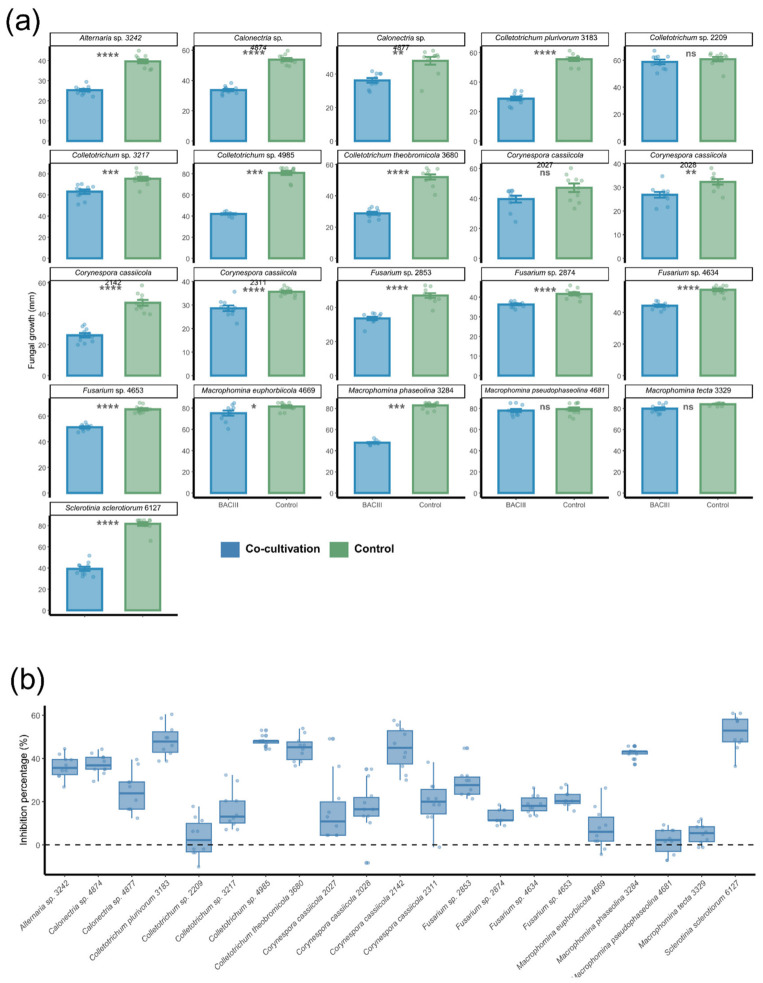 Results of the coculture inhibition assays between Bacillus siamensis strain BACIII and different phytopathogenic fungi. (a) Comparison between the radial growth of each fungal pathogen in monoculture and in coculture with strain BACIII. (b) Percentage of growth inhibition calculated for each fungal species when exposed to BACIII. Asterisks denote statistically significant differences between treatments within the same species and parameter (p ≤ 0.05), based on ANOVA followed by Tukey’s HSD test or Kruskal–Wallis followed by Dunn’s multiple comparison test with Bonferroni correction: “*” p = 0.05–0.02; “**” p = 0.01; “***” p = 0.001; “****” p = 0.0001. Sample size per treatment: n = 10.