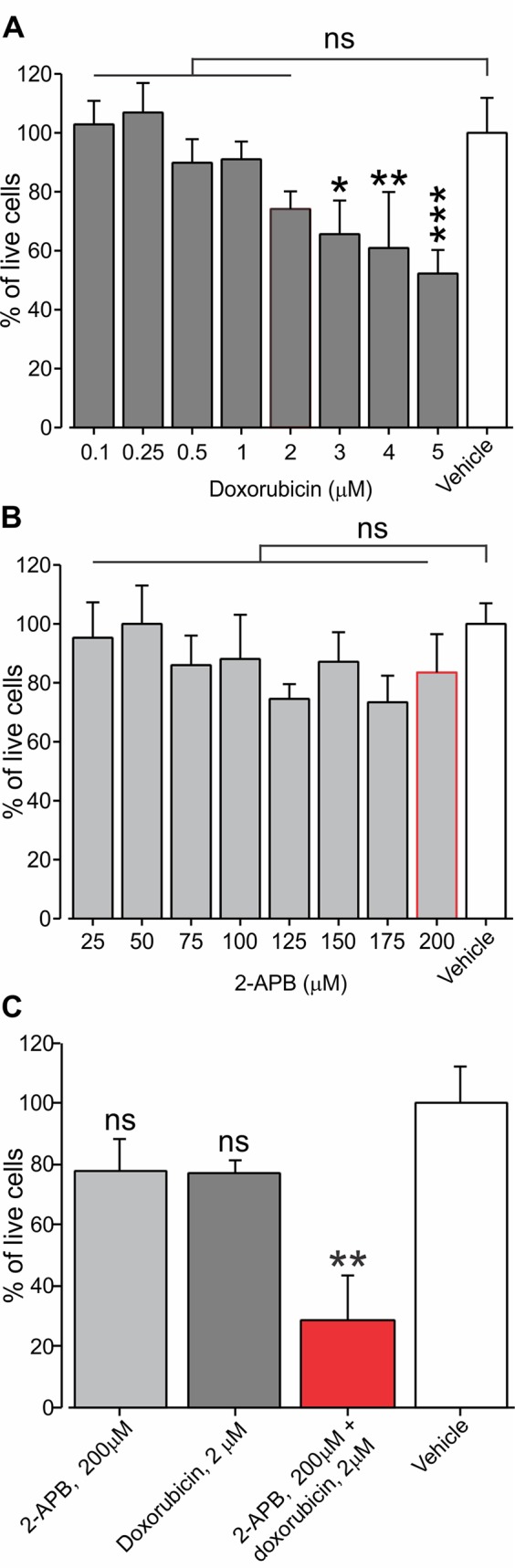 Application of sub-effective dose of doxorubicin together with 2-APB leads to a decrease in living BNL1 ME cells. (A) Live-cell fluorescence measurements from cultured BNL1 ME cells 24 h after treatment with doxorubicin alone at the indicated doses. Note that only treatment with doses higher than 2 µM leads to a significant reduction in the number of live cells (measured as a relative level of fluorescence; see Methods). (B) Same as in A but cells were treated for 24 h with 2-APB at the indicated dosed. Note that 2-APB does not affect cell viability at all examined doses. (C) Live-cell fluorescence measurements from cultured BNL1 ME cells show 24-h treatment with previously ineffective 2 µM doxorubicin applied together with 200 µM 2-APB leads to a significant decrease tumor cells viability, *p < 0.05, **p < 0.01, ***p < 0.001, ns, not significant; one-way ANOVA, comparison between the vehicles to all other groups, n = 6 wells for each group, three repetitions.
