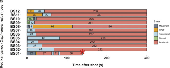 Characteristics of electroencephalogram (EEG) waveforms in individual red kangaroo (Osphranter rufus) joeys (n = 12) shot (time-point 0) with the Blitz Schlag (BS). Light grey bars represent periods when no data were collected due to joeys not being instrumented; dark grey movement artefact; blue transitional EEG; pink isoelectric EEG; orange high amplitude low frequency (HALF); and green bars representing normal-like active EEG (non-complete concussion). Red asterisk denotes the application of pentobarbitone sodium to BS1, EEG recording was stopped at this point. Numbers within bars represent duration of the EEG states (in s).