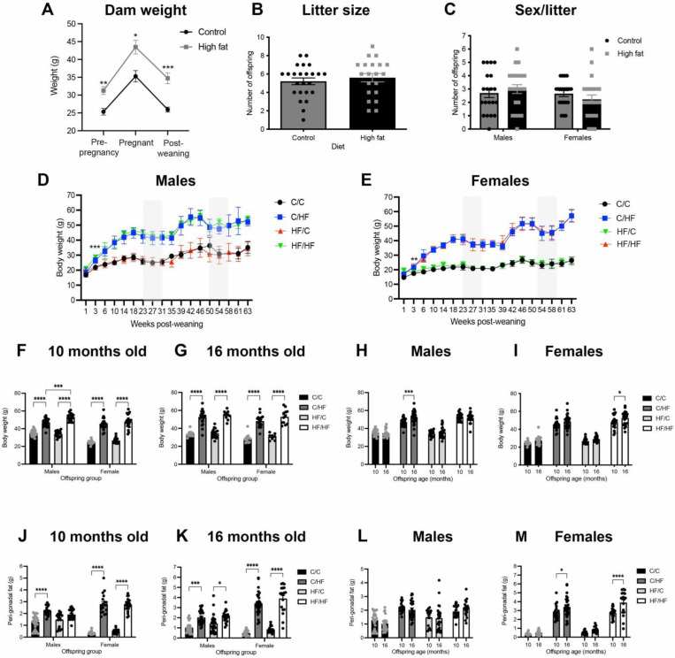 Phenotypes of animals fed the C and HF diets. (A) Body weight of dams fed control (n = 12) or high fat diet (n = 11) after 4 weeks of feeding (pre-pregnancy), during gestation and post-weaning of offspring. * p < 0.05, ** p < 0.01, *** p < 0.001, two-way ANOVA with Sidak’s post hoc. (B,C) Total number of offspring per litter (B) and sex balance of male and female offspring (C) between dams fed the control (C, n = 24) and high fat (H,F, n = 20) diets. (D,E) Body weight gain after weaning over the life course of a subset of male (D) and female (E) offspring (n = 9–12/group). Note that error bars represent standard deviations so that they can be visualized. Shaded regions represent periods of food restriction during behavioural testing. Here, ** p < 0.01, *** p < 0.001, mixed-effects ANOVA with Sidak’s post-hoc. (F–I) Body weight of male and female C/C, C/HF, HF/C, and HF/HF offspring at 10- (F) and 16-months of age (G), and between 10- and 16-months of age in male (H) and female offspring (I). Here, * p < 0.05, *** p < 0.001, **** p < 0.0001, one-way ANOVA with Sidak’s post hoc. (J–M) Weight of peri-gonadal fat from 10-(J) and 16-month-old (K) offspring and age-related change in fat weight of male (L) and female (M) offspring. Here, ** p < 0.01, *** p < 0.001, **** p < 0.0001, one- or two-way ANOVA with Sidak’s post hoc. For body weight measures of 10-month-old offspring, n = 19–26 males and n = 16–23 females; for 16-month-old offspring, n = 11–22 males and n = 8–19 females.