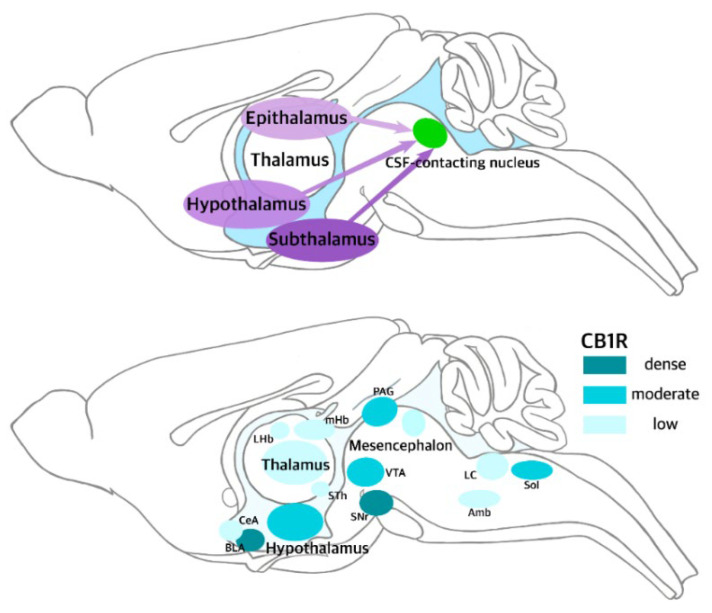 The upper schematic diagram shows projections of the connections of the mesencephalon, thalamus, and hypothalamus (epithalamus and subthalamus) to the cerebrospinal fluid-contacting nucleus (CSF-contacting nucleus). The lower diagram shows the distribution of CB1Rs in these areas of the diencephalon and brainstem. The distribution of CB1Rs is indicated by the circular shapes with low (pale turquoise), moderate (light turquoise), and high (dark turquoise) expression. Data for figures were taken and adapted from Song (© 2020 Song, Li, Zhai, Li, Bao Shan, Hong Cao and Zhang) ([25] and Befort (©Befort) [61] under the terms of the Creative Commons Attribution License (CC BY)).