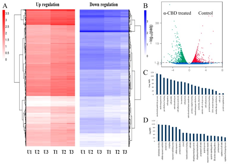 Overview of genes differentially expressed in α-CBD-treated and untreated HepG2 cells. (A) Venn diagram of gene expression; (B) volcano plot of differentially expressed genes; (C) clustering analysis of differentially expressed genes; and (D) GO analysis of differentially expressed genes. The control groups are represented as U1, U2, and U3, whereas, the experimental groups are represented as T1, T2, and T3.