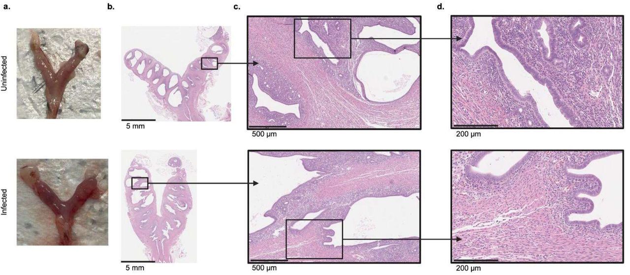Gross pathology of GFP-B. Burgdorferi infected mice.A. Gross pathology images of murine female reproductive tracts from C3H/HeJ (C3H) mice 12-months post-injection that were either uninfected or infected intraperitoneally with 105 GFP-B. burgdorferi. Histology of murine female reproductive tracts from C3H mice from panel A at different magnifications where scale bar = 5mm (panel A), 500 μm (panel C), and 200 μm (panel D). N=1 out of 5 representative reproductive tracts sectioned longitudinally.