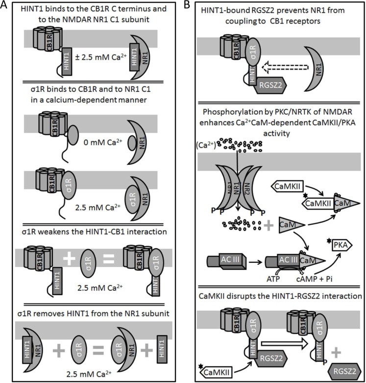Diagram showing the relationship between HINT1 proteins and σ1Rs in their association with the NMDAR NR1 C1 subunits and CB1RsA. Binding of HINT1 and σ1R to NR1 subunits and CB1Rs. Their interaction is unidirectional and while HINT1 does not dampen σ1R binding to CB1R or NR1 subunits, the σ1R dissociates HINT1 from the NR1 and weakens its interaction with the CB1R. B. CB1Rs bind to the NMDAR NR1 subunits via HINT1 proteins. The binding of RGS-Rz proteins to HINT1 prevents the formation of the CB1R-NMDAR complex and, NMDAR-activated CaMKII removes this barrier to make their coupling and cross-regulation possible.