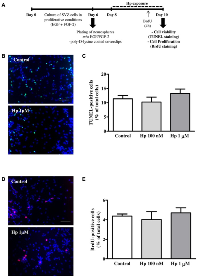 Hp did not induce cell death nor cell proliferation. (A) Experimental protocol. (B) Representative fluorescence digital images of SVZ cell cultures treated for 48 h in the absence (control) or presence of Hp (1 μM) and stained using the TUNEL (Terminal deoxynucleotidyl transferase dUTP nick end labeling) method to reveal apoptotic nuclei (in green) and Hoechst 33342 (blue nuclei). (C) Bar graph depicts the percentages of TUNEL-stained nuclei. (D) Representative fluorescence digital images of SVZ cell cultures in the absence (control) or presence of Hp (1 μM) and immunolabeled for BrdU (5-bromo-2′-deoxyuridine, red nuclei) and Hoechst 33342 (blue nuclei). (E) Bar graph depicts the percentages of BrdU-immunostained nuclei. Data are expressed as a mean ± SEM of 2–3 independent experiments. Scale bar: 50 μm.