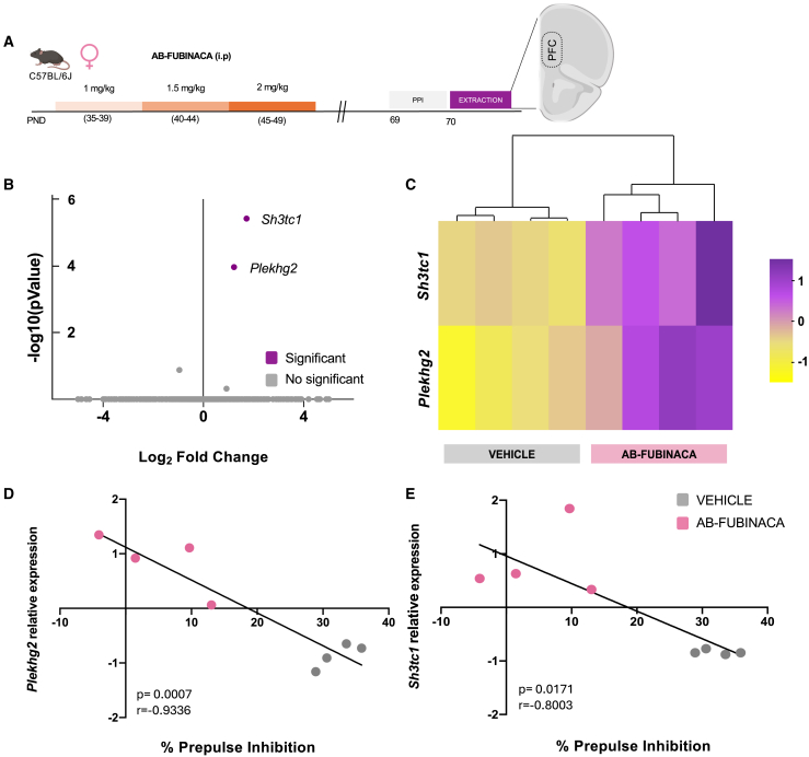 AB-FUBINACA treatment during adolescence induces an up-regulation of PLEKHG2 and SH3TC1 genes in the prefrontal cortex of adult females(A) Schematic representation of experimental design.(B) Volcano plot summarizing DEGs of AB-FUBINACA vs. vehicle treated mice (n = 4 mice per group).(C) DEGs in each AB-FUBINACA and vehicle treated mouse clustered with a heatmap.(D and E) Correlation between percentage of prepulse inhibition and Plekhg2 (D) and Sh3tc1 (E) relative expression (Pearson correlation coefficient). PND postnatal day, PPI prepulse inhibition test, PFC prefrontal cortex, DEGs differentially expressed genes.