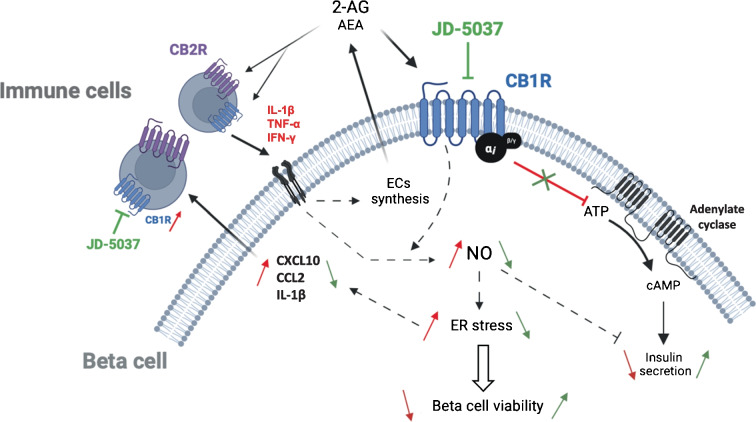 Schematic representation of the regulation of crosstalk between beta cells and immune cells by the ECS. Activated proinflammatory immune cells express CB1R in addition to CB2R. Cytokines secreted by immune cells (or another source) activate their receptors in beta cells, leading to the production of NO and the synthesis and secretion of endocannabinoids (AEA and 2-AG). The endocannabinoids activate the cannabinoid receptors in both beta cells (CB1R) and immune cells (CB1R and CB2R). In beta cells, activation of CB1R further enhances NO–ER stress signalling pathways, leading to chemokine secretion and beta cell death. Chemokines further attract immune cells to the site. Activation of CB1R also leads to a reduction in GSIS. The effect of cytokines is illustrated with red lines/arrows and the effect of JD-5037 with green lines/arrows. CCL2, chemokine ligand 2; EC, endocannabinoid. This figure was created using Servier Medical Art templates