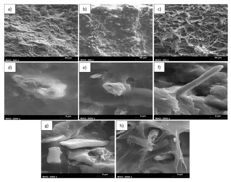 Scanning electron microscopy images of the cross-sectional area of the flexural specimens. (a) PP+20% hemp—5% NaOH (200×), (b) PP+20% hemp—7.5% NaOH (200×), (c) PP+20% hemp—10% NaOH (200×), (d) PP+20% hemp—5% NaOH (2000×), (e) PP+20% hemp—7.5% NaOH (2000×), (f) PP+20% hemp—10% NaOH (2000×), (g) PP+50% hemp—5% NaOH (2000×) and (h) PP+50% hemp—10% NaOH (2000×).