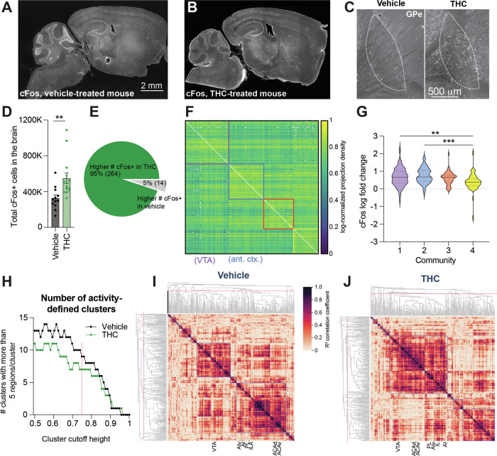 Brain-wide activity patterns in adolescent vehicle- and THC-treated mice following a reinstatement dose of morphine.A Representative sagittal section of a cFos-stained brain of an animal treated with vehicle during adolescence and following a reinstatement dose of morphine. Scale, 2 mm. B Representative section of a cFos-stained brain of an animal treated with THC during adolescence and following a reinstatement dose of morphine. C Representative sagittal images of the GPe in adolescent vehicle-treated vs. THC-treated mice. Scale, 500 μm. D More cFos-expressing cells were detected in adolescent THC-treated mice than vehicle-treated mice following a dose of 5 mg/kg morphine (averages of 548,481 vs. 325,789 cells, p = 0.0051). E Pie chart showing the percentage of brain regions with elevated or depressed cFos-expressing cells in adolescent THC-treated mice relative to adolescent vehicle-treated mice. F Anatomical connectivity matrix of the mouse brain, broken into four communities based on the Louvain method for community detection. G Log fold-change in number of cFos labeled cells between THC and Vehicle for all regions grouped by network community (One-way ANOVA p = 0.0002; purple (1) vs. blue (2) 0.68 vs. 0.75, p = 0.76; purple (1) vs. red (3) 0.68 vs. 0.61, p = 0.82; purple (1) vs. yellow (4) 0.68 vs. 0.38, p = 0.0024; blue (2) vs. red (3) 0.75 vs. 0.61, p = 0.31; blue (2) vs. yellow (4) 0.68 vs. 0.38, p = 0.0002; red (3) vs. yellow (4) 0.61 vs. 0.38, p = 0.05). H The number of hierarchical clusters in adolescent vehicle-treated and THC-treated mice across a range of heights for cluster cut-offs in hierarchical trees. The THC-treated mice show reduced modularity across a range of cutoff values. The dotted red line in this and (I, J) equals the cutoff used for cluster definition in (I, J) (0.75). I Hierarchical clustering of regions based on the cFos correlation matrix in adolescent vehicle-treated mice. The VTA is within a separate activity-defined cluster from the frontal cortex regions of interest (prelimbic cortex, PL; infralimbic cortex, ILA; anterior insula cortex, AI; anterior insula cortex, ventral part, AIv; ACAd, anterior cingulate cortex, dorsal part; ACAv, anterior cingulate cortex, ventral part). J Hierarchical clustering of regions based on the cFos correlation matrix in adolescent THC-treated mice. The VTA co-clusters with regions of the anterior cortex in these mice.