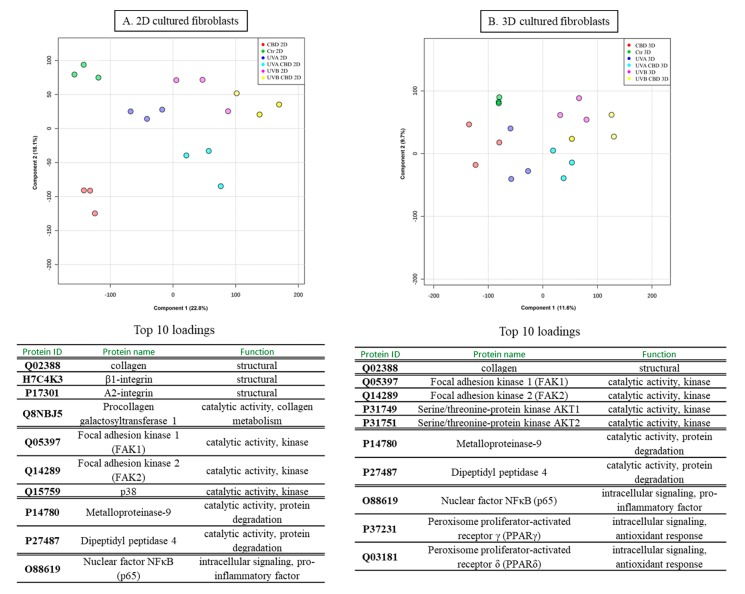 Principal component analysis (PCA) and top 10 loadings for component 1 (grouped according to their functions) of control skin fibroblasts and irradiated with UVA (20 J/cm2), UVB (200 mJ/cm2) or/and treated with cannabidiol (CBD, 4 µM) in two-dimensional (2D) (A) or three-dimensional (3D) culture model (B).