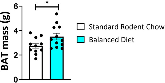 Brown Adipose Tissue (BAT) mass is increased in Balanced Diet AGS (*p = 0.038, n = 11 Standard Rodent Chow, n = 12 Balanced Diet, t-test). BAT mass was sampled during the hibernation season in December. Data shown are mean ± SEM. Black dots are individual data points.