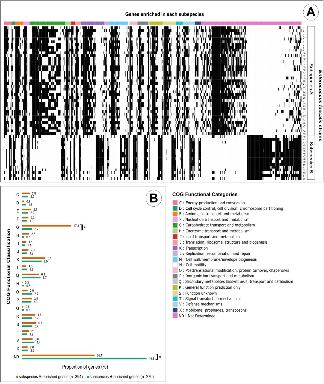 COG functional classification of subspecies-enriched genes.(A) Heatmap showing the distribution of the 664 genes significantly associated with subspecies A and B, color-coded by their respective COG functional categories. Black-filled cells represent the presence of a gene in each strain. (B) Comparison of gene frequencies across COG functional categories between subspecies A and subspecies B. Each bar represents the proportion of genes annotated in a given functional category in relation to the total number of overrepresented genes in the respective subspecies. An asterisk (*) indicates a P-value <0.01 (chi-squared test).
