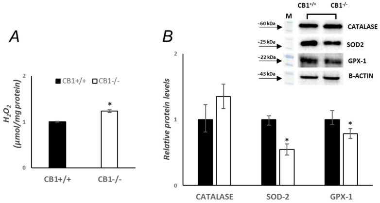 CB1 deletion affects antioxidants’ defense status. (A) H2O2 levels (µmol/mg protein) in the skeletal muscle of CB1+/+ and CB1−/− mice. (B) Representative immunoblots of CATALASE/B-ACTIN, SOD-2/B-ACTIN, and GPX-1/B-ACTIN in the skeletal muscles of CB1+/+ and CB1−/− mice. Histograms show the results of the densiometric analysis of immunoblots. B-ACTIN was used as a loading control. Data are represented as mean ± SEM; n = 5. * p < 0.05 vs. CB1+/+ (Student’s t-test).
