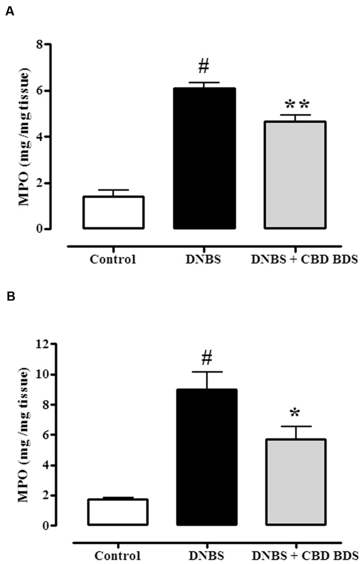 Inhibitory effect of CBD BDS 30 mg/kg, intraperitoneally (A) and CBD BDS 60 mg/kg, by oral gavage (B) on myeloperoxidase (MPO) activity in DNBS induced colitis in mice (DNBS, 150 mg/kg, intracolonically). MPO activity was measured on colonic tissues 3 days after vehicle or DNBS administration. CBD BDS was given once a day for three consecutive days starting from 1 day after DNBS administration. Mice were euthanized 3 days after DNBS. Bars are mean ± SEM of 4–5 mice for each experimental group. #p < 0.001 vs. control and ∗p < 0.05 ∗∗p < 0.01 vs. DNBS alone.