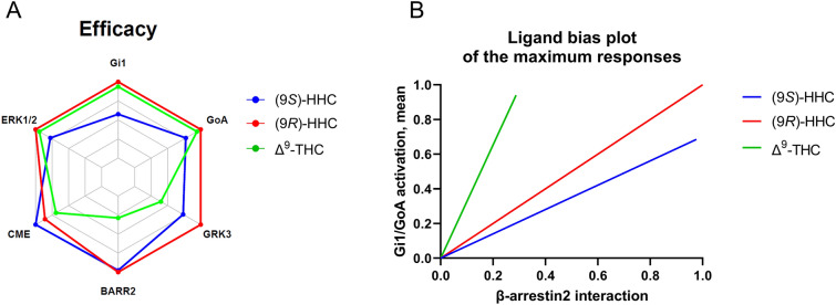 Pharmacological profiles of (9S)-HHC, (9R)-HHC, and Δ9-THC. (A) Calculated maximum response values or the time-course peaks were plotted on the axes of the radar plot. For clathrin-mediated internalization (CME), the 60 min time points were used; for ERK1/2 phosphorylation, the 10 min time points were used. (B) Calculated maximum response values of the tested cannabinoids were represented as fractions of WIN and normalized to (9R)-HHC. The normalized values for β-arrestin interaction were plotted on the x-axis, and the means of the normalized values for Gi1/GoA activation were plotted on the y-axis. The values represent only the maximum responses elicited by the ligands.