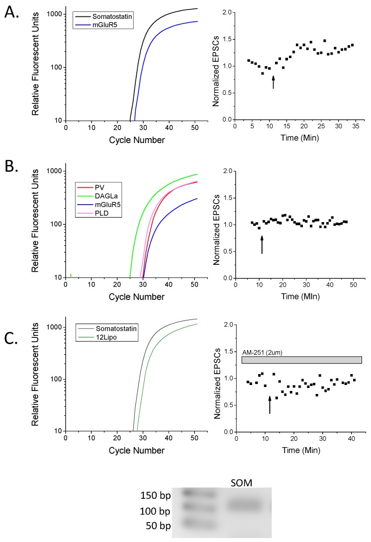 Real-time (RT)-PCR confirms somatostatin-positive (SOM+) rat hippocampal cells exhibit LTP. (A) An example SOM+ cell from Figure 1A that expressed type I metabotropic glutamate receptor 5 (mGluR5), and exhibited HFS-LTP. (B) An example parvalbumin-positive (PV+; somatostatin-negative) cell from Figure 1A that expressed diacylglycerol lipase (DAGLα), mGluR5, and n-acylphosphatidylethanolamine phospholipase D (NAPE-PLD, abbreviated PLD) that did not potentiate following HFS. (C) An example SOM+ neuron from Figure 1B expressing 12-lipoxygenase (12-lipo), that likely could have potentiated, but did not exhibit plasticity in the presence of the CB1 antagonist AM-251. Inset: Gel electrophoresis of the amplicon from the somatostatin (SOM) primers of the appropriate size with accompanying ladder in base pairs (bp). As a note, amplicons from all other primers have been published previously [10,29]. Trace color key: Black, somatostatin; blue mGluR5; lime green, DAGLα; red, parvalbumin; magenta, NAPE-PLD; forest green, 12-lipoxygenase.