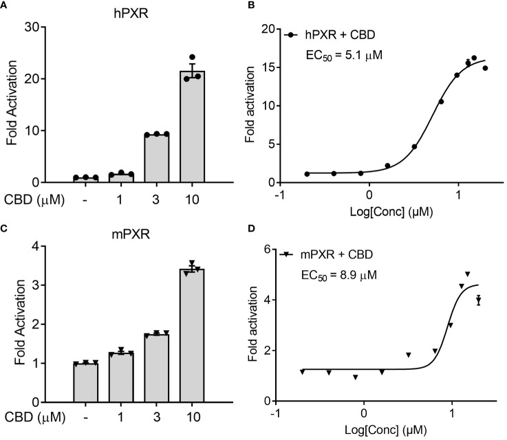 The effects of CBD on PXR activity in human hepatic HepG2 cells using transfection assay. (A, B) Human HepG2 hepatic cells were transfected with full-length hPXR plasmid together with hPXR reporter CYP3A4-luc and β-galactosidase (β-gal) control plasmids. Cells were then treated with CBD (A) at the indicated concentrations or (B) at the doses from 0.2 to 20 µM for 24 hours (n=3). (C, D) Human HepG2 hepatic cells were transfected with full-length mPXR plasmid and mPXR reporter (CYP3A2)3-luc together with β-gal control plasmids. Cells were then treated with CBD (C) at the indicated concentrations or (D) at the doses from 0.2 to 20 µM for 24 hours (n=3). Reporter gene activity was normalized to the β-gal transfection controls and the results were normalized to Relative Light Unit (RLU) per OD420 β-gal per minute to facilitate comparisons between plates. Fold activation was calculated relative to vehicle DMSO controls. Error bars represent ± SEM.