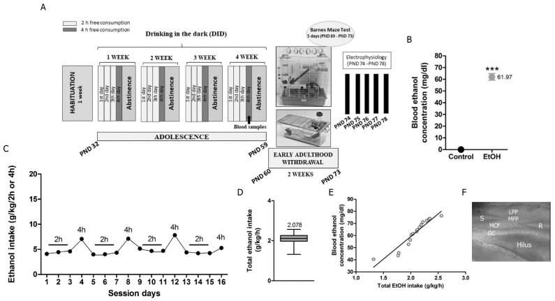 Schematic representation of experimental timeline, BEC, daily voluntary oral EtOH intake, total EtOH intake, and correlation between total EtOH intake and BEC. (A) Male C57BL/6J mice were exposed to 4 weeks DID during adolescence (PND 32–56). Each week, mice were exposed to 2 and 4 h of free EtOH access (20% (v/v)). Several mice were under environmental enrichment over the 2 weeks of withdrawal (PND 60–73) and were subjected to the Barnes maze test in the last 5 days (PND 69–73). Then, they were sacrificed to perform physiological recordings at early adulthood (PND 74–78). (B) BEC obtained on the last day of EtOH exposure averaged 61.97 ± 2.84 mg/dL ((n = 16) Student’s t-test; *** p = 0.0001 vs. control). (C) EtOH intake during each day (g EtOH/kg/2 or 4 h) was measured and (D) total EtOH intake averaged 2.078 ± 0.07 g/kg/h (n = 16), similar to previous studies [5,17,32]. (E) A direct correlation between total EtOH intake and BEC was detected. (F) Stimulating electrode (S) was placed in the middle one-third of the DGML to stimulate MPP. R recording electrode, GC granule cells, MCF mossy cell fibers, MPP medial perforant path, LPP lateral perforant path.