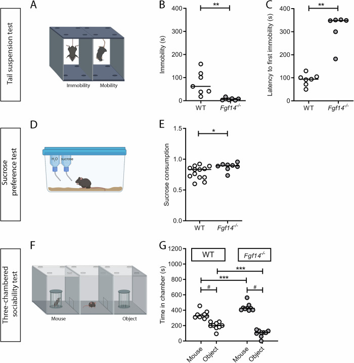Behavioral tests related to depression in WT and Ffg14−/− mice.WT (empty circles) and Fgf14−/− (filled circles) mice were tested in the tail suspension (TST, A–C), the sucrose preference D, E, and the three-chambered sociability F, G tests. A Schematic representation of the tail suspension test. Fgf14−/− mice show a decreased level in immobility time B, and an increase in the latency to the first immobility episode C compared to WT in the TST, demonstrating a lower level of despair behavior. D Schematic representation of the sucrose preference test. Fgf14−/− mice show an increase in the level of sucrose consumption compared to WT in the sucrose preference test E, demonstrating a lower level of anhedonia. F Schematic representation of three-chambered sociability test. Fgf14−/− mice show no deficits of interaction with the stranger mouse relative to the object in the three-chambered sociability test. However, Fgf14−/− mice show an exaggerated interaction in sociability respect to WT G. The bars indicate median values. * two-way ANOVA, p < 0.05, ** two-way ANOVA, p < 0.01, ***two-way ANOVA, p < 0.001, # Mann-Whitney test, p < 0.05.