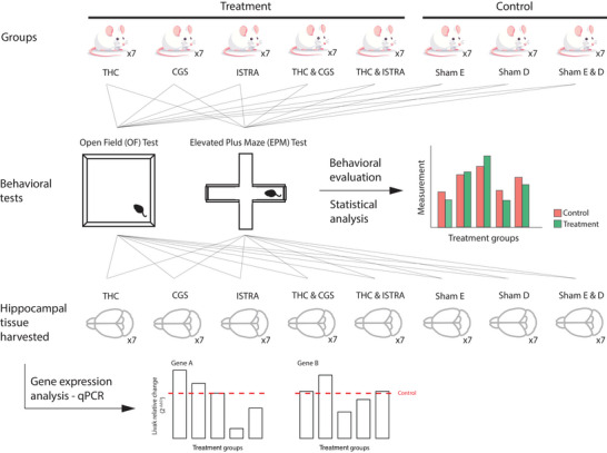 Workflow of the present study. A total of 56 mice were divided into eight study groups: five treatment groups and three control groups. Anxiety‐like behavior in mice in each study group was measured by the open field (OF) and elevated plus maze (EPM) tests, and the statistical significance of the difference between behavioral patterns of each treatment group and their corresponding control group is computed. After the behavioral tests are completed, the hippocampal tissues of these mice's brains are harvested and gene expression analysis of the key receptors of the systems of interest is performed to reveal the possible molecular mechanisms behind the observed behavioral patterns.