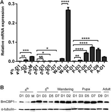 Expression profile of BmCBP1 in the epidermis at various developmental stages. (A) Quantitative polymerase chain reaction analysis of BmCBP1 messenger RNA in epidermis from 4th instar larval stage to 1st day of moth: Dn, day n; 4th, fourth instar larval stage; 5th, fifth instar larval stage; W, wandering stage; P, pupa; A, adult. (B) Analysis of BmCBP1 protein in the epidermis, from 4th instar larval stage to 1st day of moth by western blot: Dn, day n; 4th, fourth instar larval stage; 5th, fifth instar larval stage.